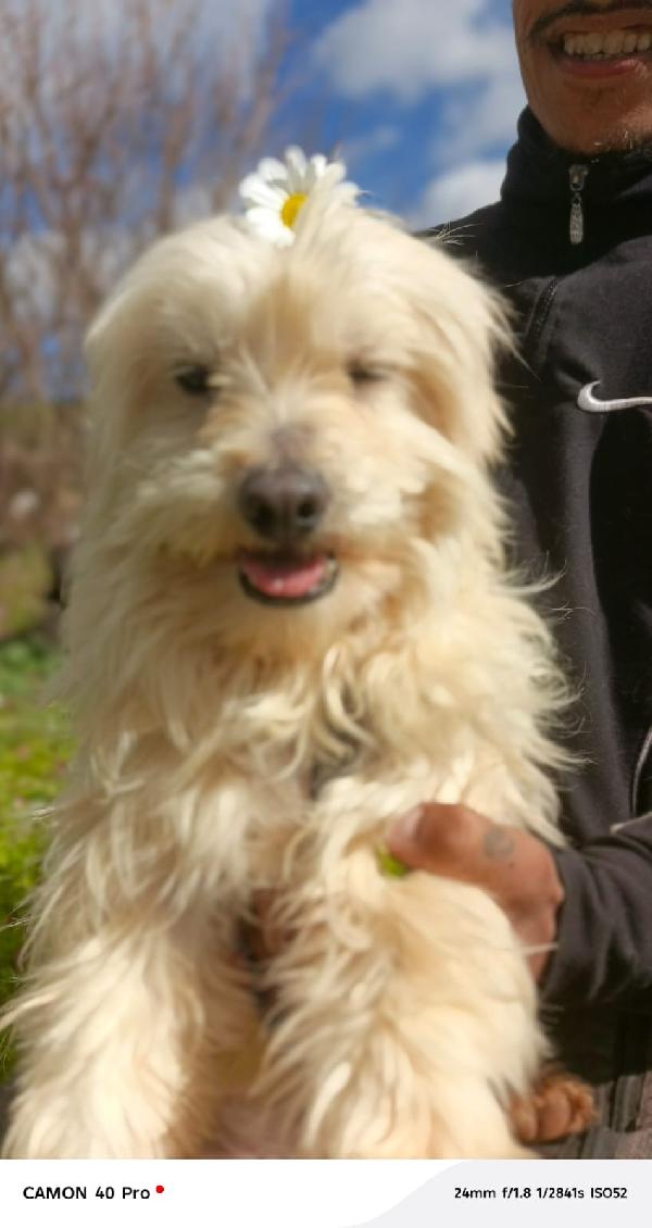 Diego, un adorabile maltese Foto 3